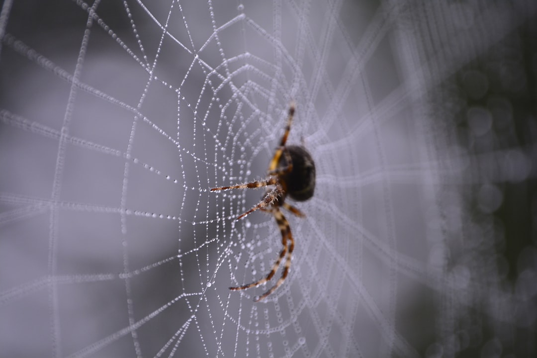 試著像蜘蛛一樣，建構屬於自己的知識之網