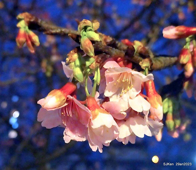 「2023內湖樂活公園賞夜櫻」(Cherryblossoms night scenery at Ne-hu park, Taipei, Taiwan, SJKen, Jan 29, 2023.