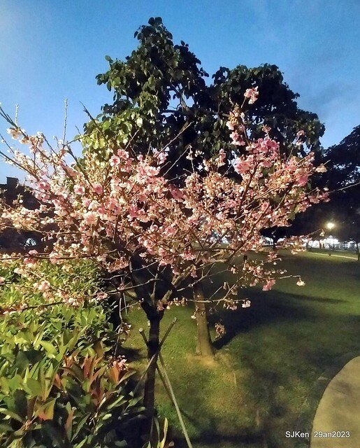 「2023內湖樂活公園賞夜櫻」(Cherryblossoms night scenery at Ne-hu park, Taipei, Taiwan, SJKen, Jan 29, 2023.