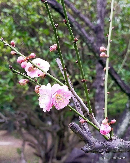 「中正紀念堂賞宮粉梅」 ( Flowering Apricots at CKS Memorial Hall), SJKen, Taipei, Taiwan, Feb 3. 2023 )