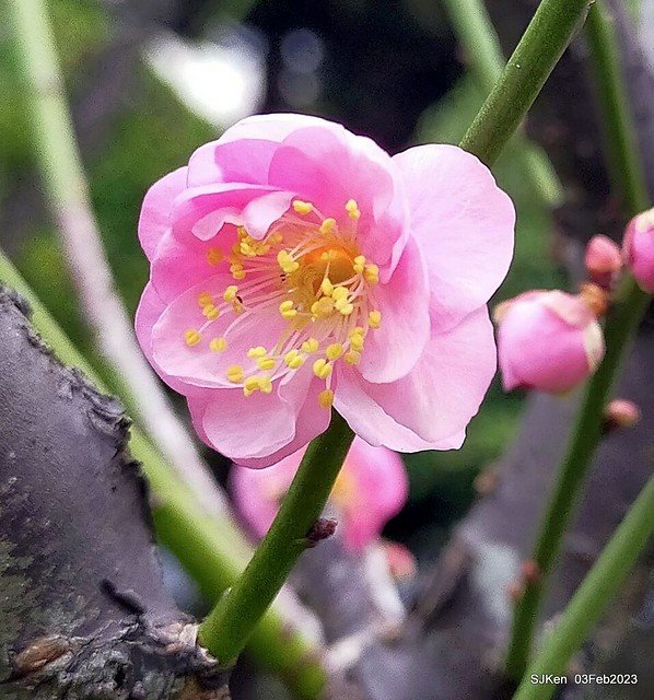 「中正紀念堂賞宮粉梅」 ( Flowering Apricots at CKS Memorial Hall), SJKen, Taipei, Taiwan, Feb 3. 2023 )