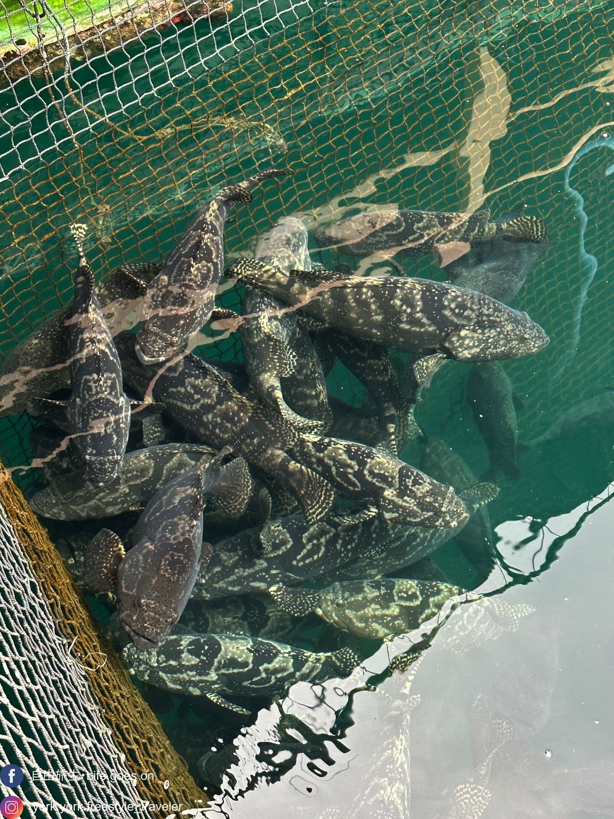 西貢釣魚】超抵玩！$150包來回船票及滘西灣魚排入場券｜魚排內外釣魚。欣賞日落美景｜釣魚新手初體驗| York | HKESE