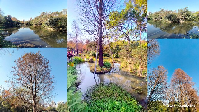 2023兔年正月初一「大安森林公园」走春(DaAn forest park ), Taipei, Taiwan, SJKen, Jan 23, 2023.