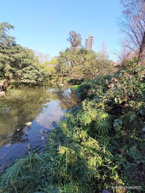 2023兔年正月初一「大安森林公园」走春(DaAn forest park ), Taipei, Taiwan, SJKen, Jan 23, 2023.