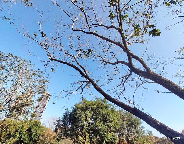 2023兔年正月初一「大安森林公园」走春(DaAn forest park ), Taipei, Taiwan, SJKen, Jan 23, 2023.