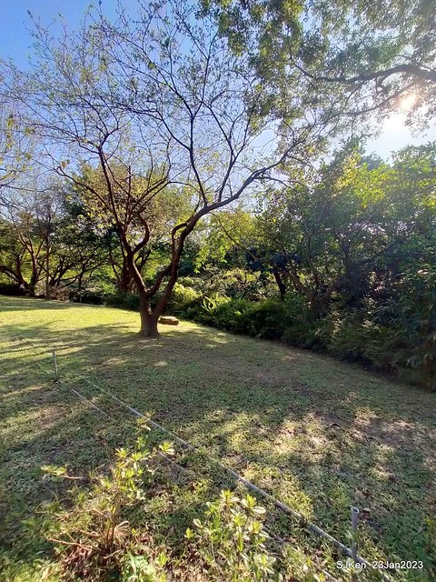 2023兔年正月初一「大安森林公园」走春(DaAn forest park ), Taipei, Taiwan, SJKen, Jan 23, 2023.