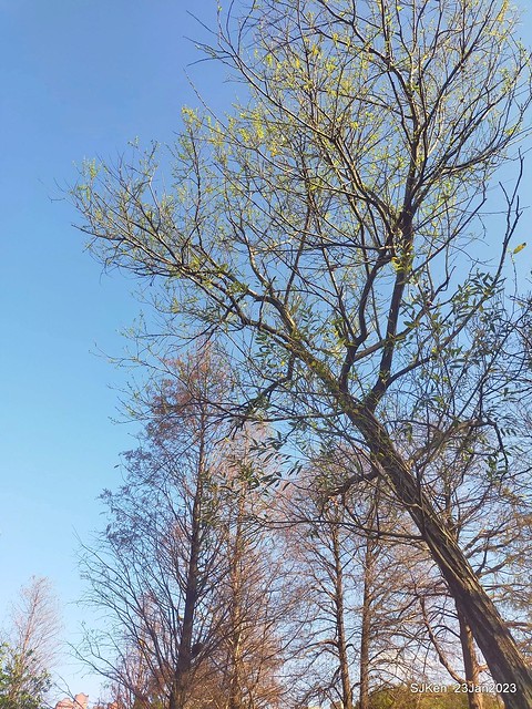 2023兔年正月初一「大安森林公园」走春(DaAn forest park ), Taipei, Taiwan, SJKen, Jan 23, 2023.