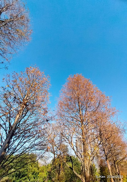 2023兔年正月初一「大安森林公園」走春(DaAn forest park ), Taipei, Taiwan, SJKen, Jan 23, 2023.