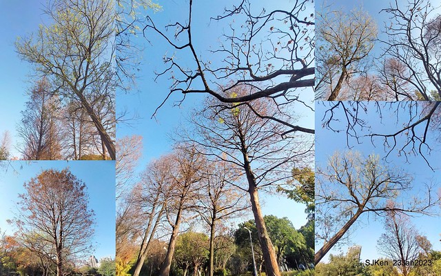 2023兔年正月初一「大安森林公园」走春(DaAn forest park ), Taipei, Taiwan, SJKen, Jan 23, 2023.