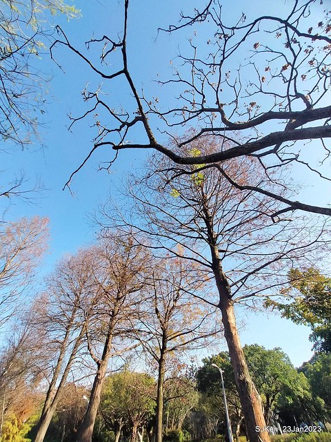 2023兔年正月初一「大安森林公园」走春(DaAn forest park ), Taipei, Taiwan, SJKen, Jan 23, 2023.