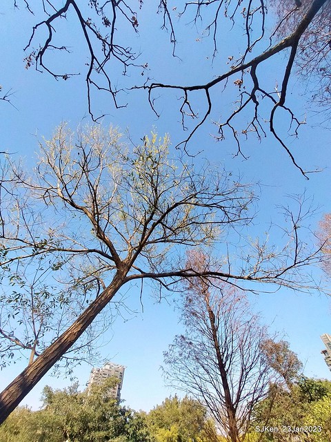 2023兔年正月初一「大安森林公园」走春(DaAn forest park ), Taipei, Taiwan, SJKen, Jan 23, 2023.