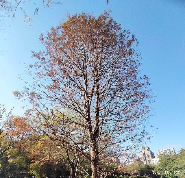 2023兔年正月初一「大安森林公园」走春(DaAn forest park ), Taipei, Taiwan, SJKen, Jan 23, 2023.