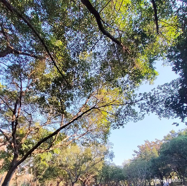 2023兔年正月初一「大安森林公园」走春(DaAn forest park ), Taipei, Taiwan, SJKen, Jan 23, 2023.