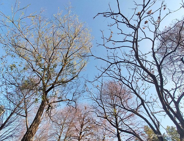 2023兔年正月初一「大安森林公园」走春(DaAn forest park ), Taipei, Taiwan, SJKen, Jan 23, 2023.