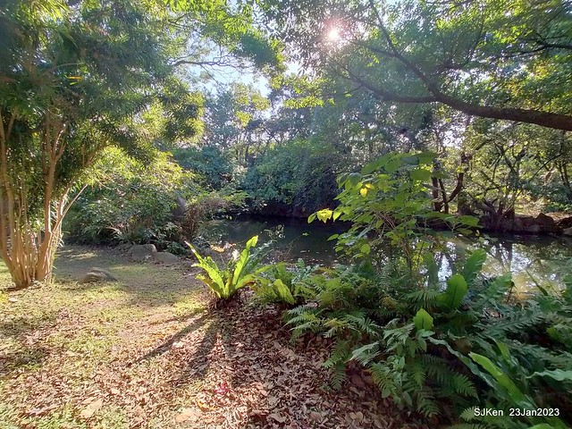 2023兔年正月初一「大安森林公园」走春(DaAn forest park ), Taipei, Taiwan, SJKen, Jan 23, 2023.
