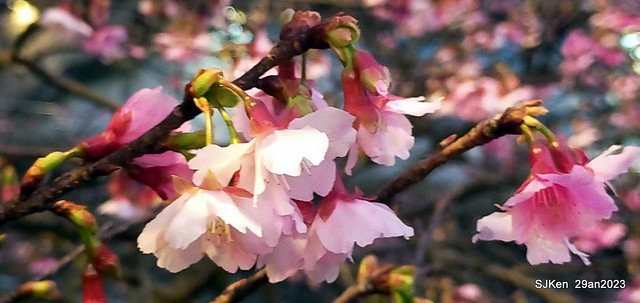 「2023內湖樂活公園賞夜櫻」(Cherryblossoms night scenery at Ne-hu park, Taipei, Taiwan, SJKen, Jan 29, 2023.