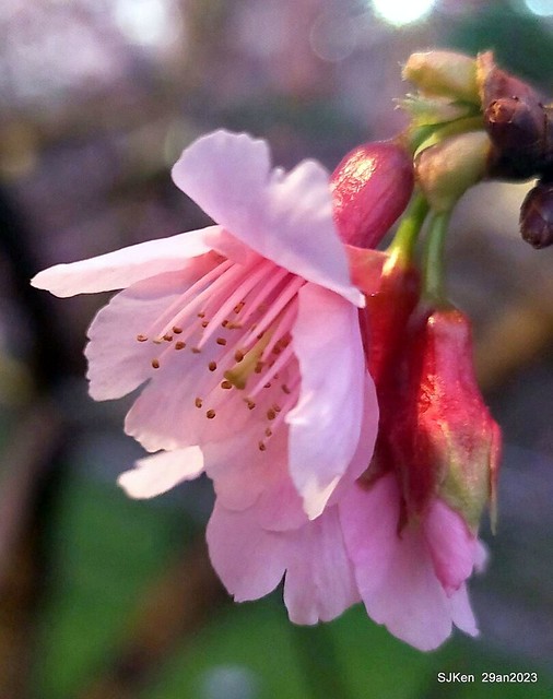 「2023內湖樂活公園賞夜櫻」(Cherryblossoms night scenery at Ne-hu park, Taipei, Taiwan, SJKen, Jan 29, 2023.