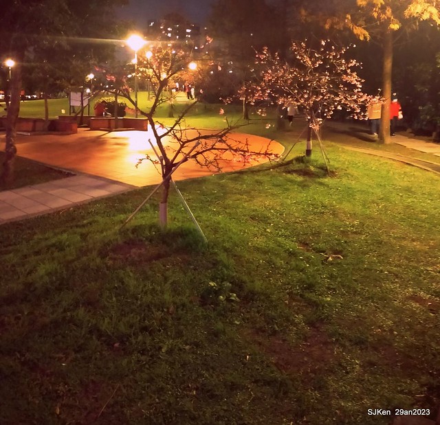 「2023內湖樂活公園賞夜櫻」(Cherryblossoms night scenery at Ne-hu park, Taipei, Taiwan, SJKen, Jan 29, 2023.