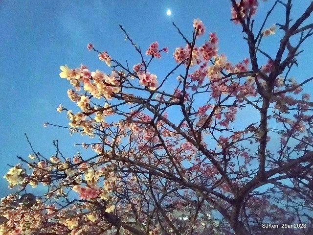 「2023內湖樂活公園賞夜櫻」(Cherryblossoms night scenery at Ne-hu park, Taipei, Taiwan, SJKen, Jan 29, 2023.