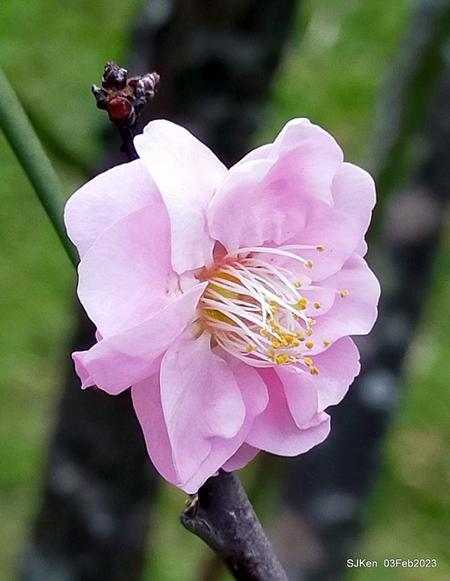 「中正紀念堂賞宮粉梅」 ( Flowering Apricots at CKS Memorial Hall), SJKen, Taipei, Taiwan, Feb 3. 2023 )