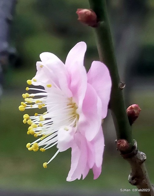 「中正紀念堂賞宮粉梅」 ( Flowering Apricots at CKS Memorial Hall), SJKen, Taipei, Taiwan, Feb 3. 2023 )
