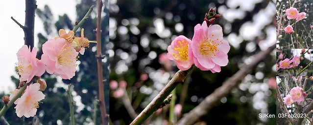 「中正紀念堂賞宮粉梅」 ( Flowering Apricots at CKS Memorial Hall), SJKen, Taipei, Taiwan, Feb 3. 2023 )