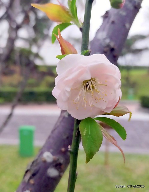 「中正紀念堂賞宮粉梅」 ( Flowering Apricots at CKS Memorial Hall), SJKen, Taipei, Taiwan, Feb 3. 2023 )