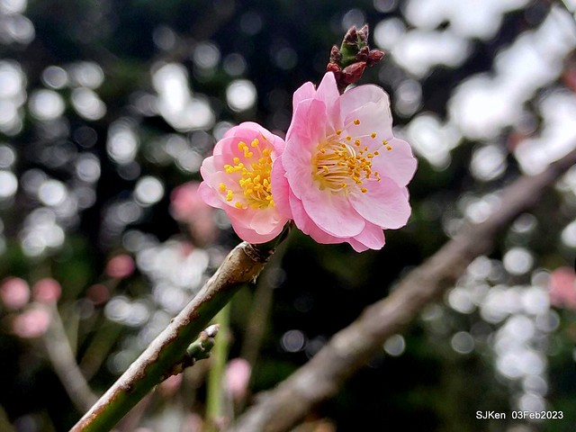 「中正紀念堂賞宮粉梅」 ( Flowering Apricots at CKS Memorial Hall), SJKen, Taipei, Taiwan, Feb 3. 2023 )