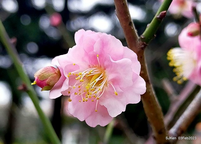 「中正紀念堂賞宮粉梅」 ( Flowering Apricots at CKS Memorial Hall), SJKen, Taipei, Taiwan, Feb 3. 2023 )