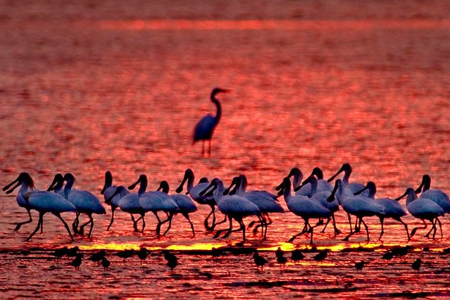 The Movie posters and stills of Taiwan record movie "電影《守護黑面琵鷺 》(Caring for Black-Faced Spoonbill)" will be launching from Mar 24 , 2023 onwards in Taiwan.