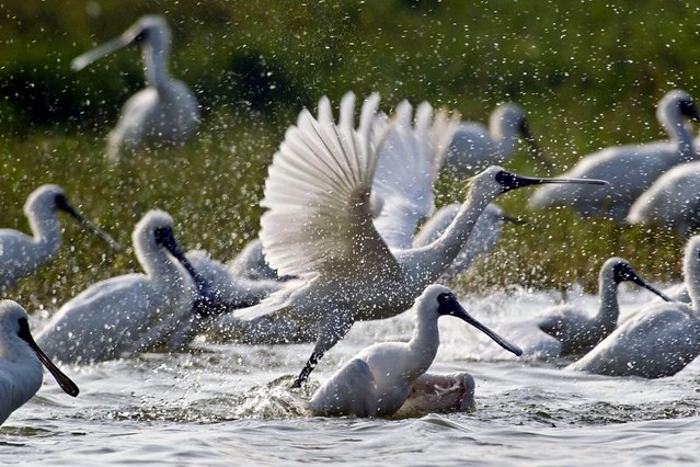 The Movie posters and stills of Taiwan record movie "電影《守護黑面琵鷺 》(Caring for Black-Faced Spoonbill)" will be launching from Mar 24 , 2023 onwards in Taiwan.