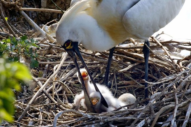 The Movie posters and stills of Taiwan record movie "電影《守護黑面琵鷺 》(Caring for Black-Faced Spoonbill)" will be launching from Mar 24 , 2023 onwards in Taiwan.