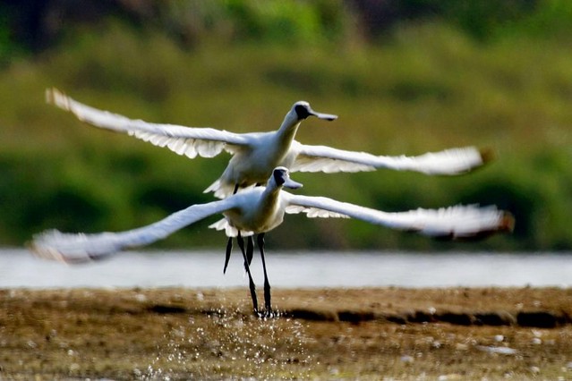The Movie posters and stills of Taiwan record movie "電影《守護黑面琵鷺 》(Caring for Black-Faced Spoonbill)" will be launching from Mar 24 , 2023 onwards in Taiwan.