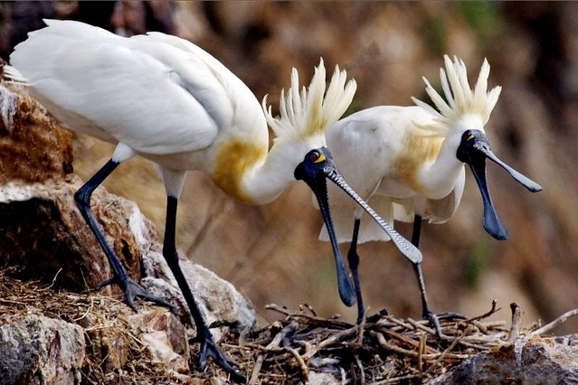 The Movie posters and stills of Taiwan record movie "電影《守護黑面琵鷺 》(Caring for Black-Faced Spoonbill)" will be launching from Mar 24 , 2023 onwards in Taiwan.