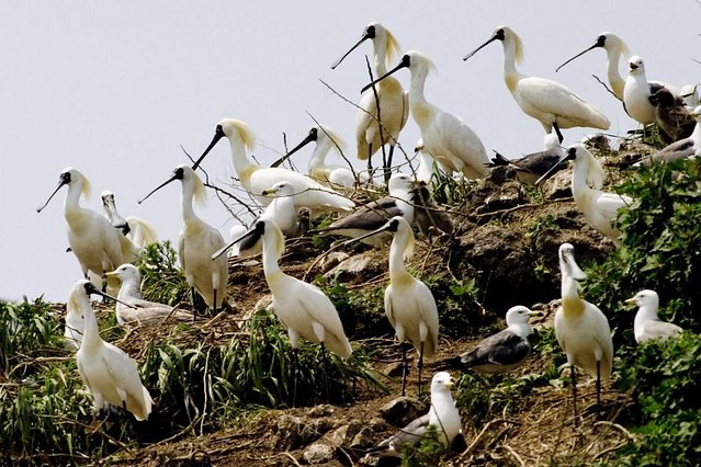 The Movie posters and stills of Taiwan record movie "電影《守護黑面琵鷺 》(Caring for Black-Faced Spoonbill)" will be launching from Mar 24 , 2023 onwards in Taiwan.