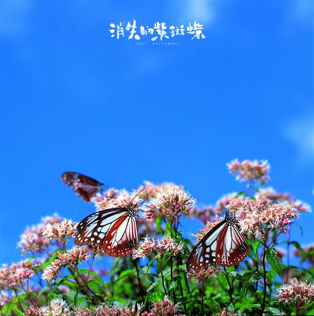 The Movie posters and stills of Taiwan Butterfly record movie " 纪录片电影《消失的紫斑蝶》(Lost Butterfly) will be launching in Taiwan from May 19 , 2023 onwards in Taiwan.