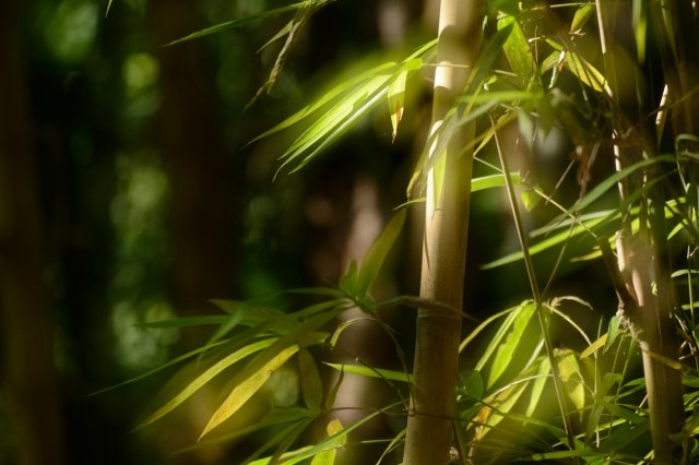 dcf-travel-img-28105