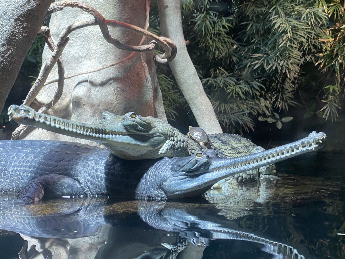 拍攝者 : 布藍達   地點: 布拉格動物園